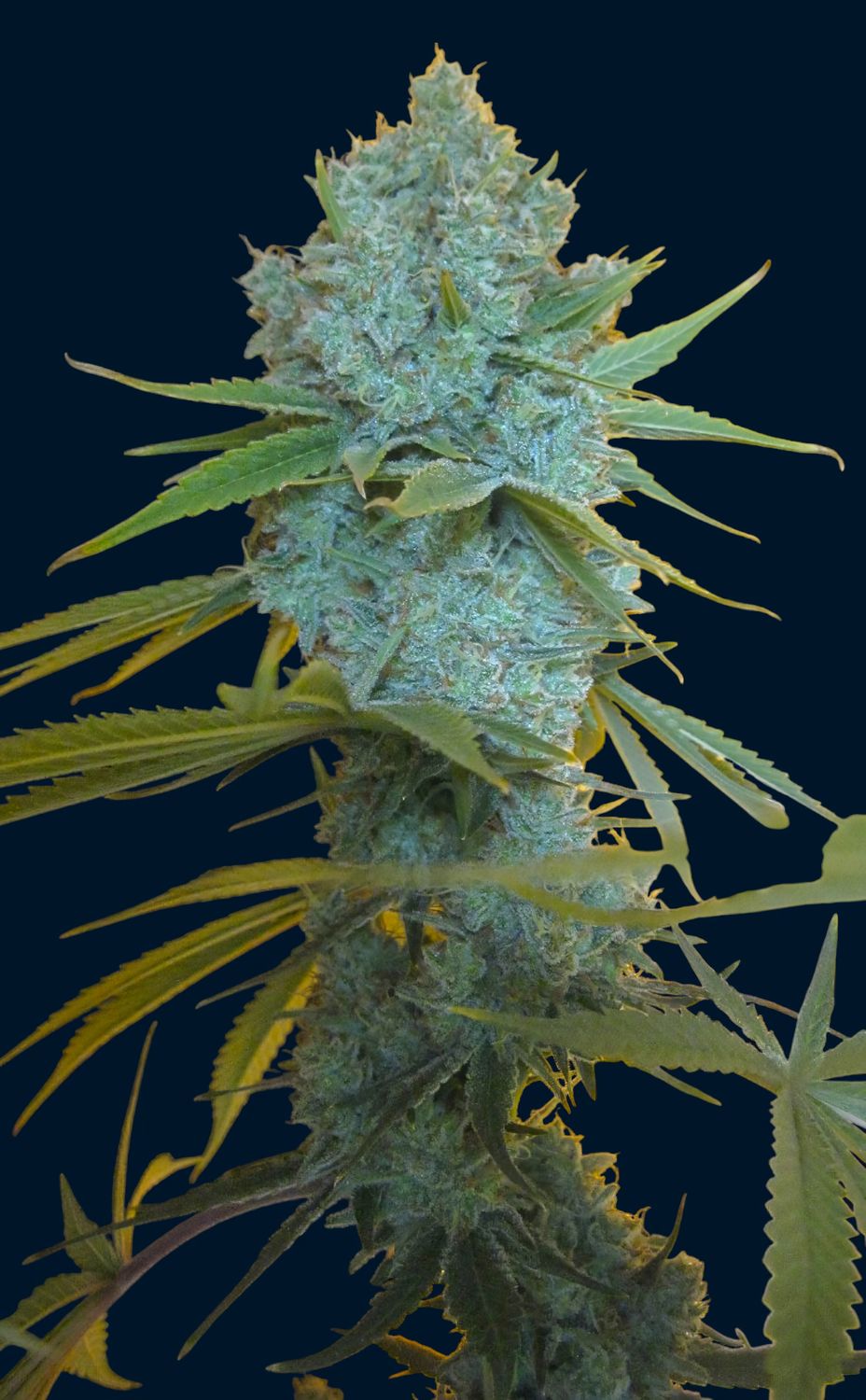 Amnesia Cordobesa feminizada