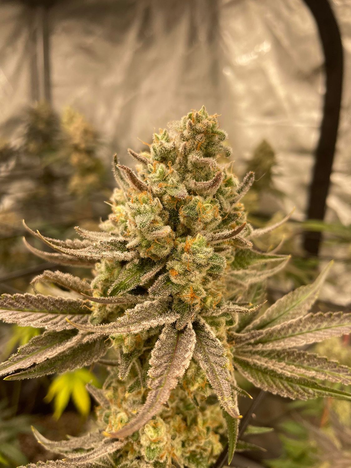 California Hash Plant feminizada