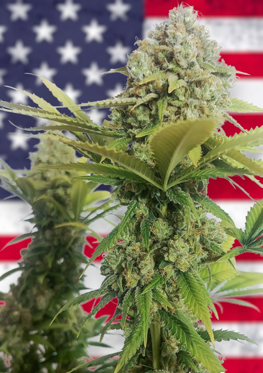 California Lemon feminizada