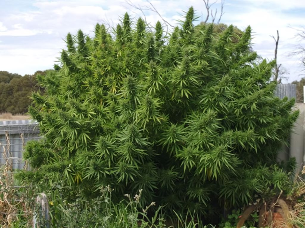 Moby Dick feminizada