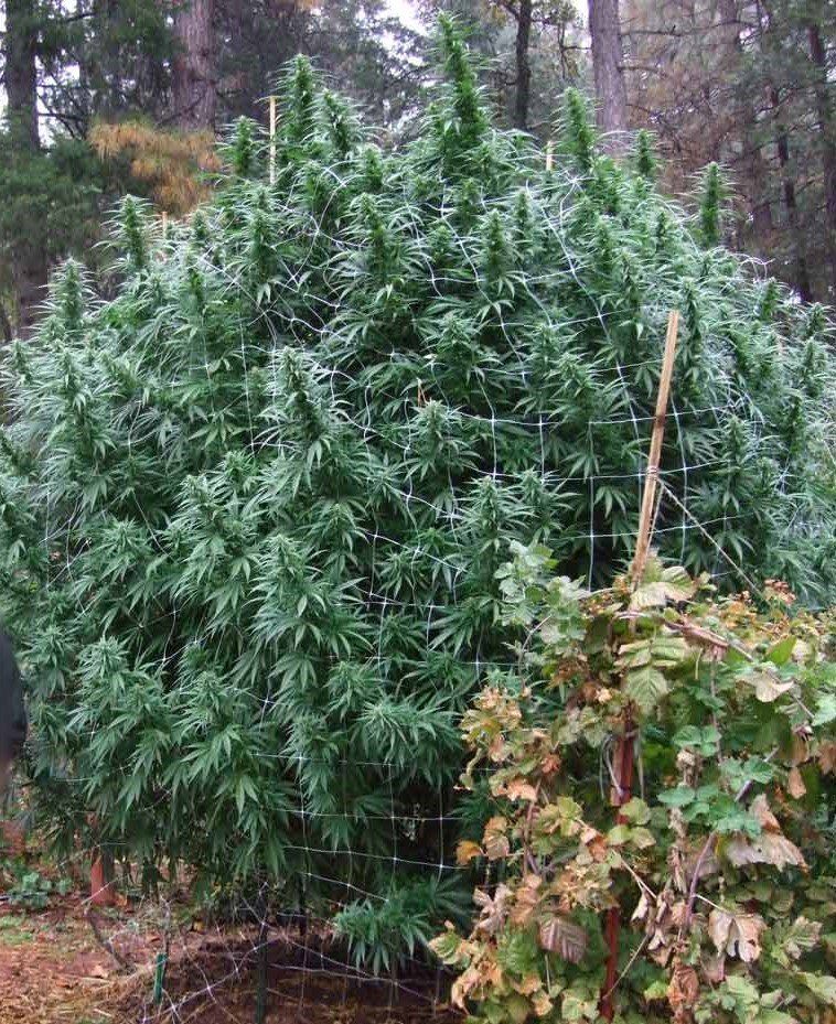 La Bestia feminizada