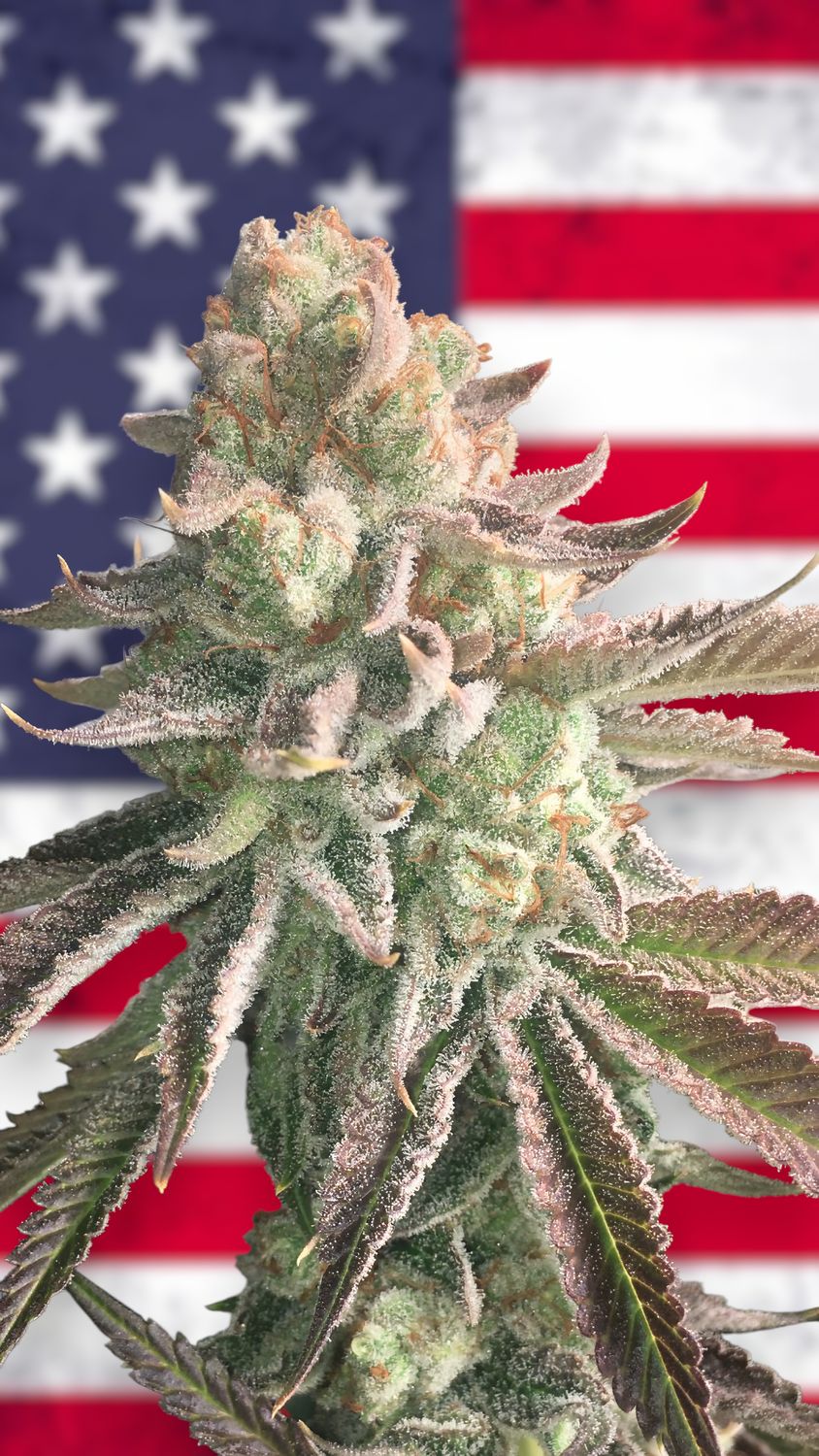 Cream Cookies feminizadas