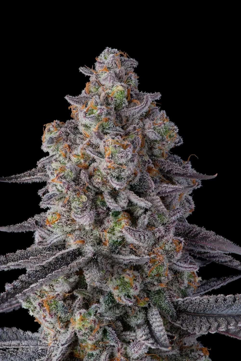 Blueberry feminizada Blueberry feminizada