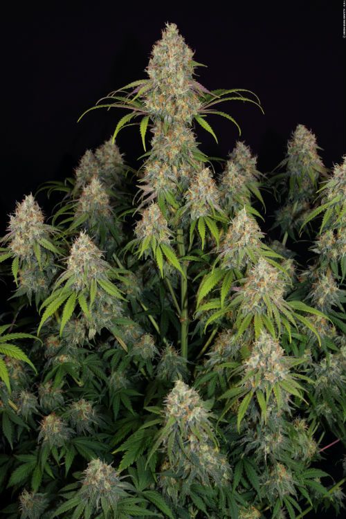 Critical Jack feminizada Critical Jack feminizada