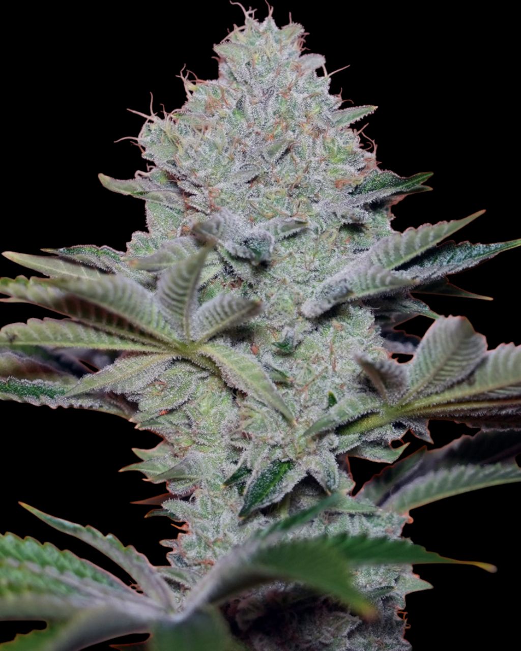 White Widow feminizada White Widow feminizada