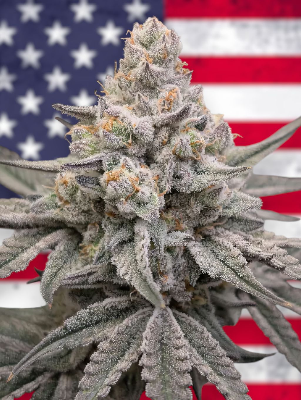 Nicole Kush feminizada