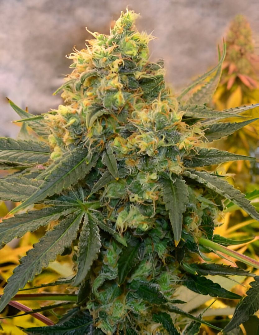 Critical Kush feminizada