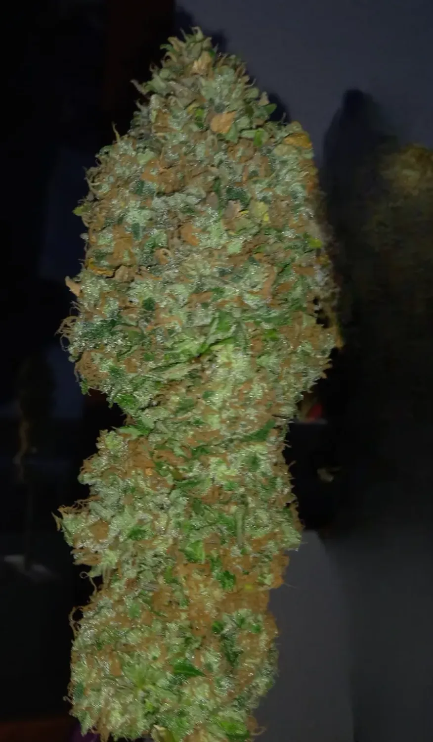 Critical Kush feminizada Critical Kush feminizada