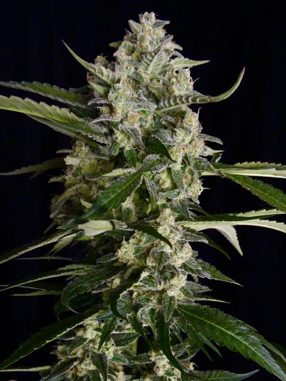 AK 47 feminizada AK 47 feminizada