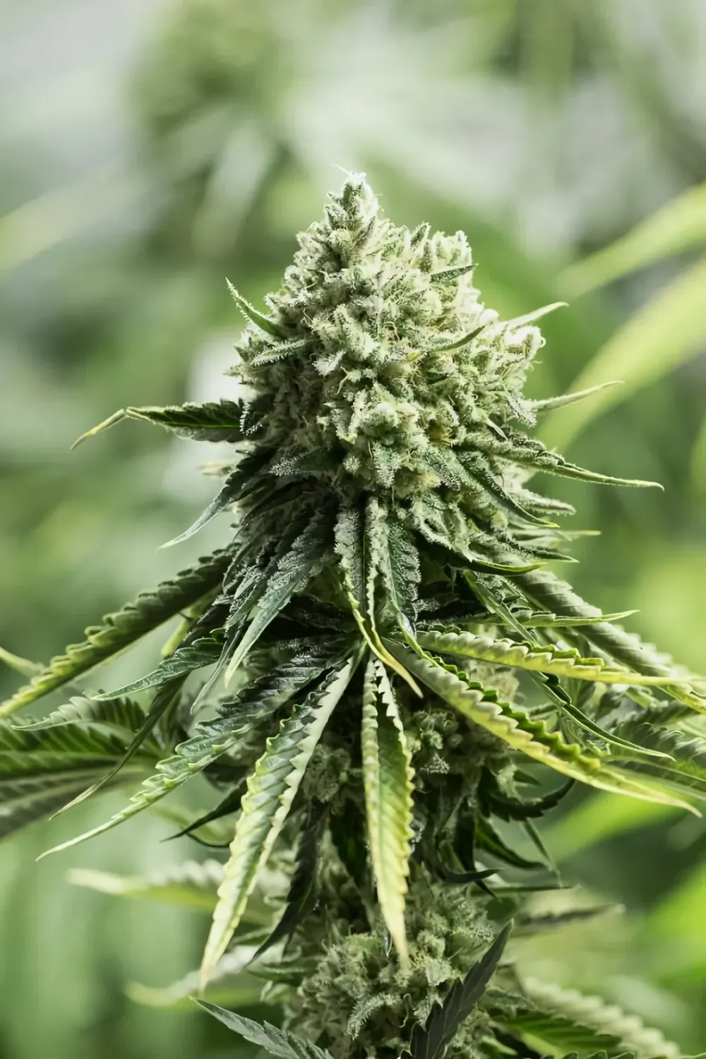 Skunk feminizada Skunk feminizada