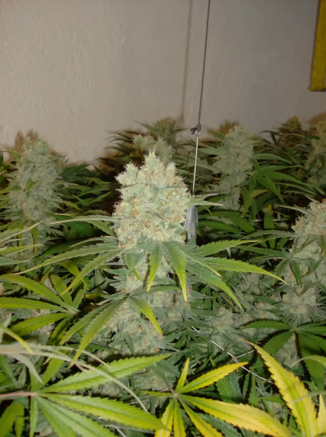 Super Skunk feminizada Super Skunk feminizada