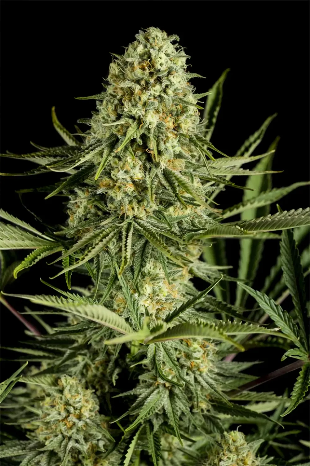 Critical Cheese feminizada Critical Cheese feminizada