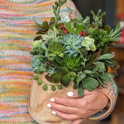 Succulent Arrangement