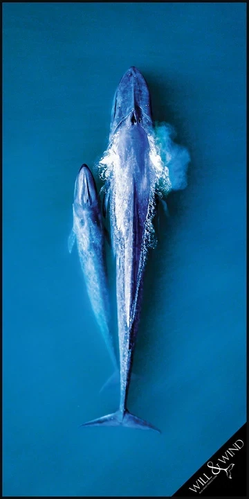 Blue Whales Travel Towel