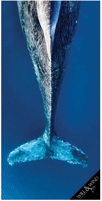 Whale Tail  Travel Towel