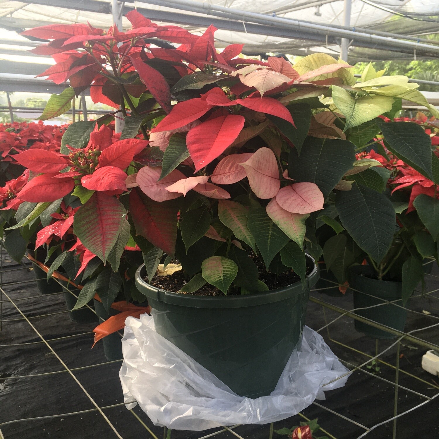 12” Pot - Poinsettia