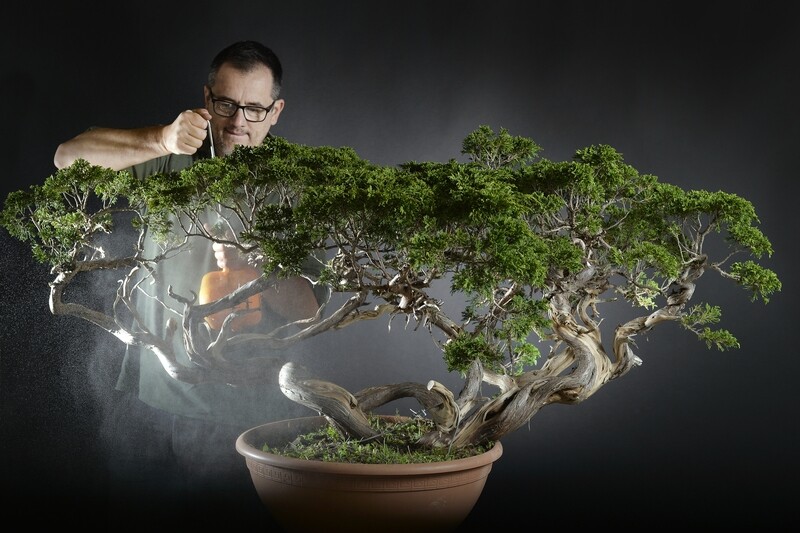 VENTE BONSAI et YAMADORI