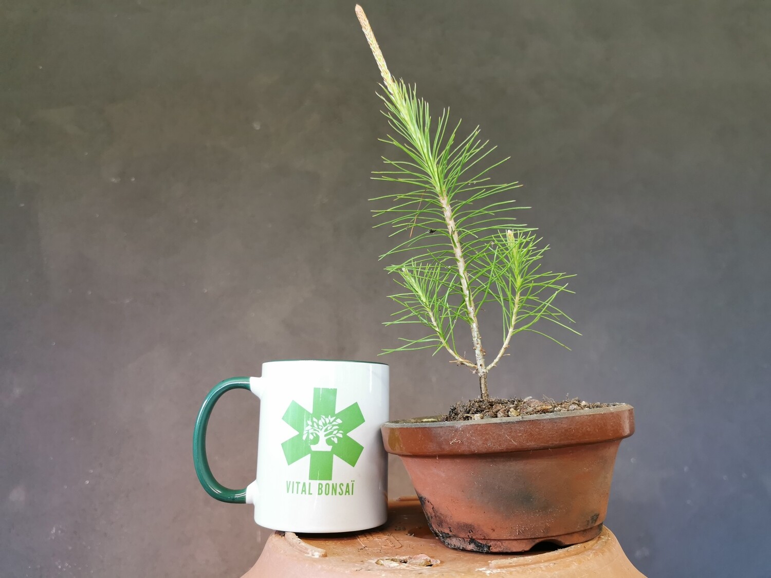 Plants PIN SYLVESTRE