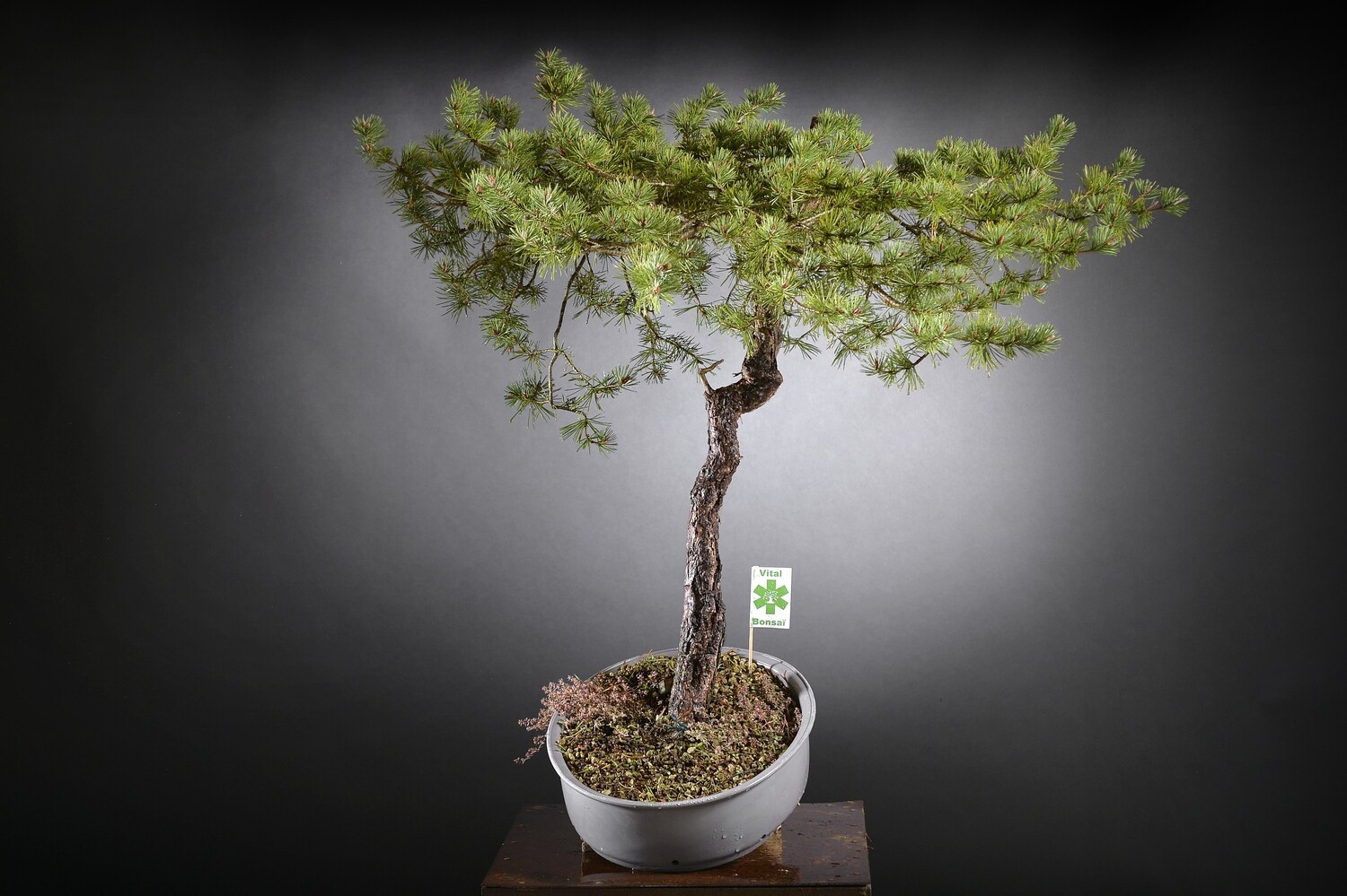 YAMADORI PIN SYLVESTRE