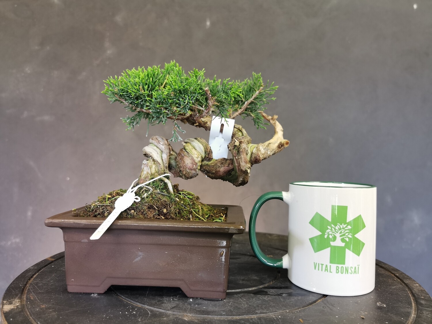 JUNIPERUS CHINENSIS