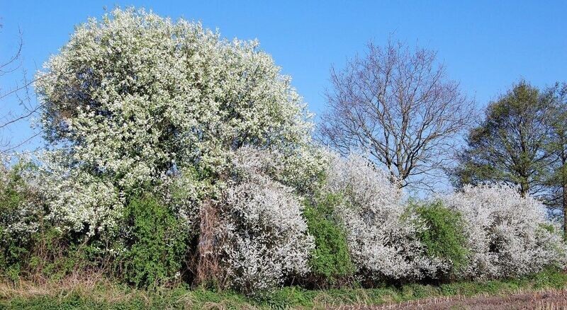 5 Inheemse struiken voor houtwal