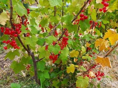 Donatie bessenstruik