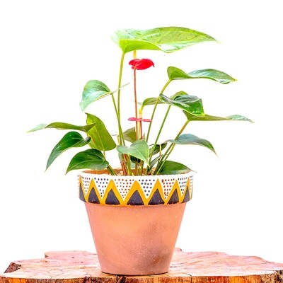 AFRICAN THEMED - Anthurium