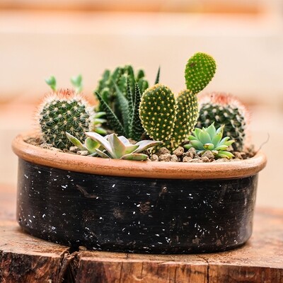 Mixed Cactus and Succulents
