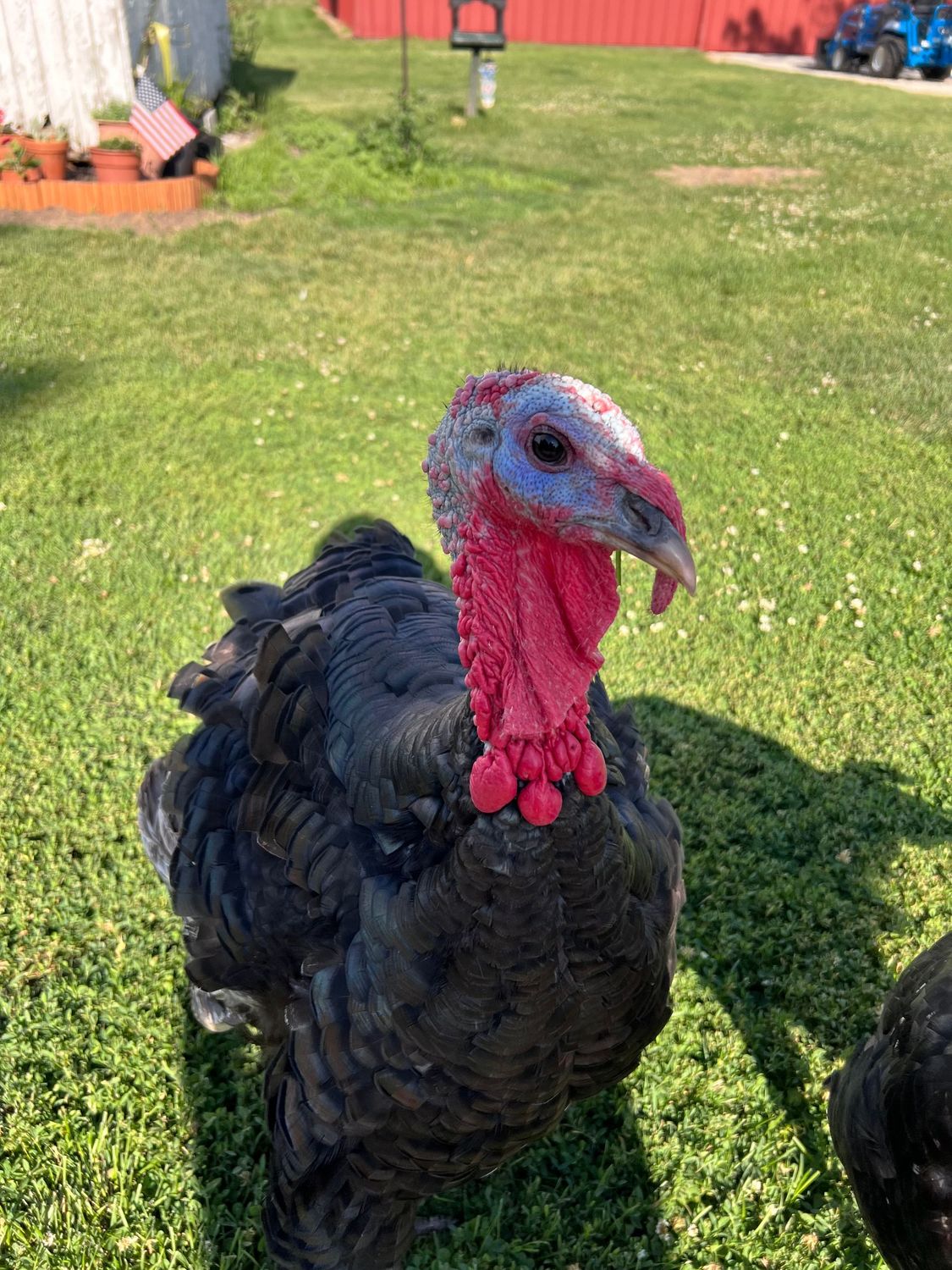 Turkey Donations