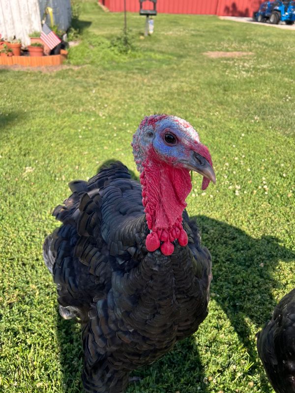Turkey Donations