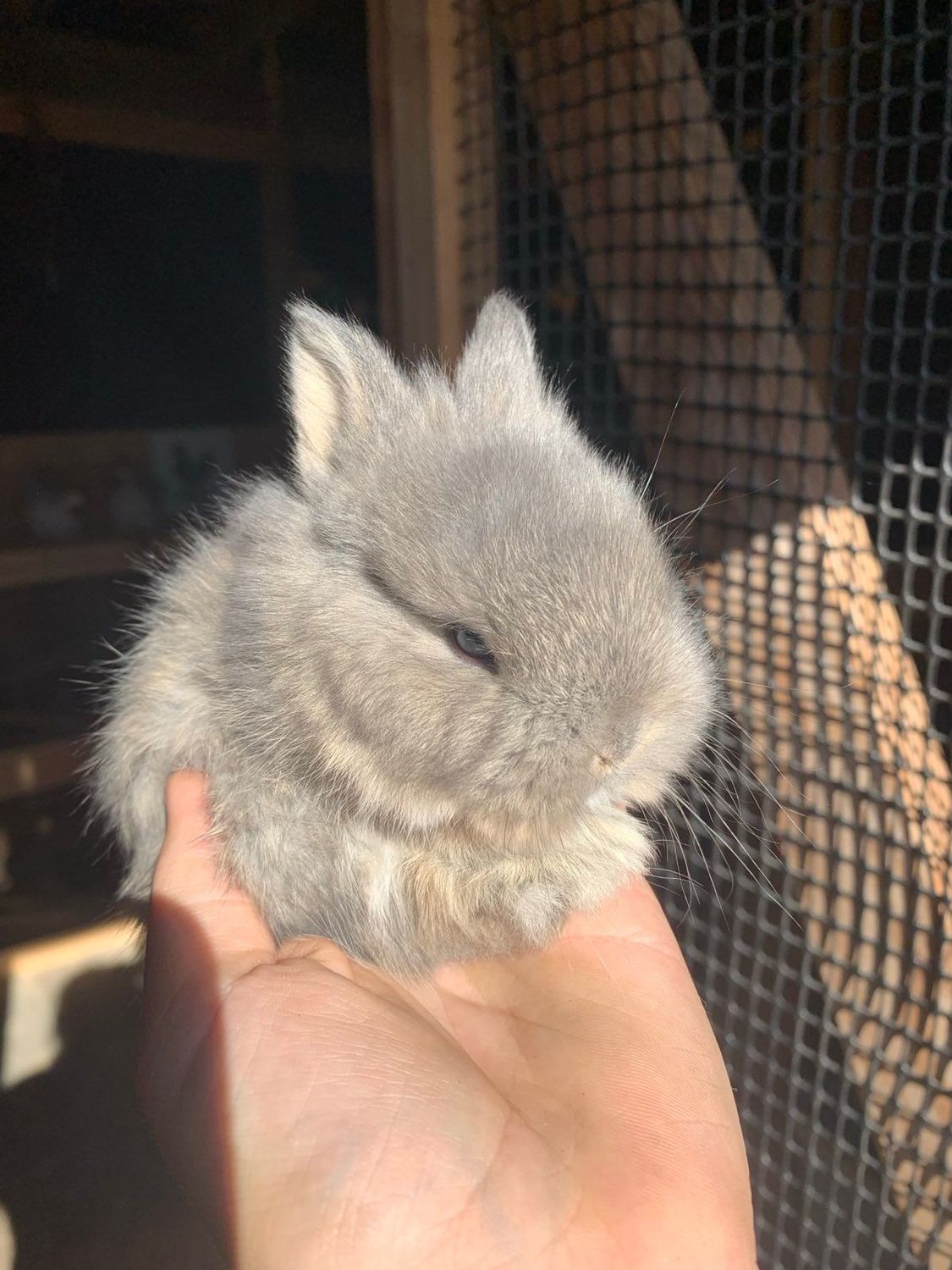 Bunny Donations