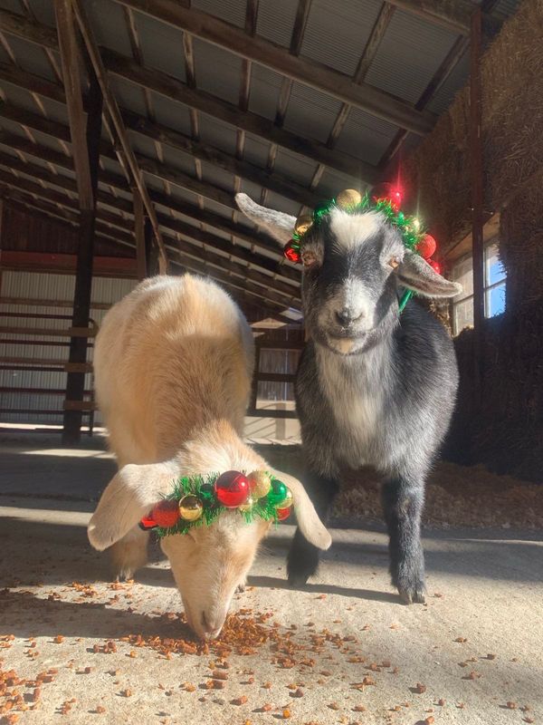 Goat Donations