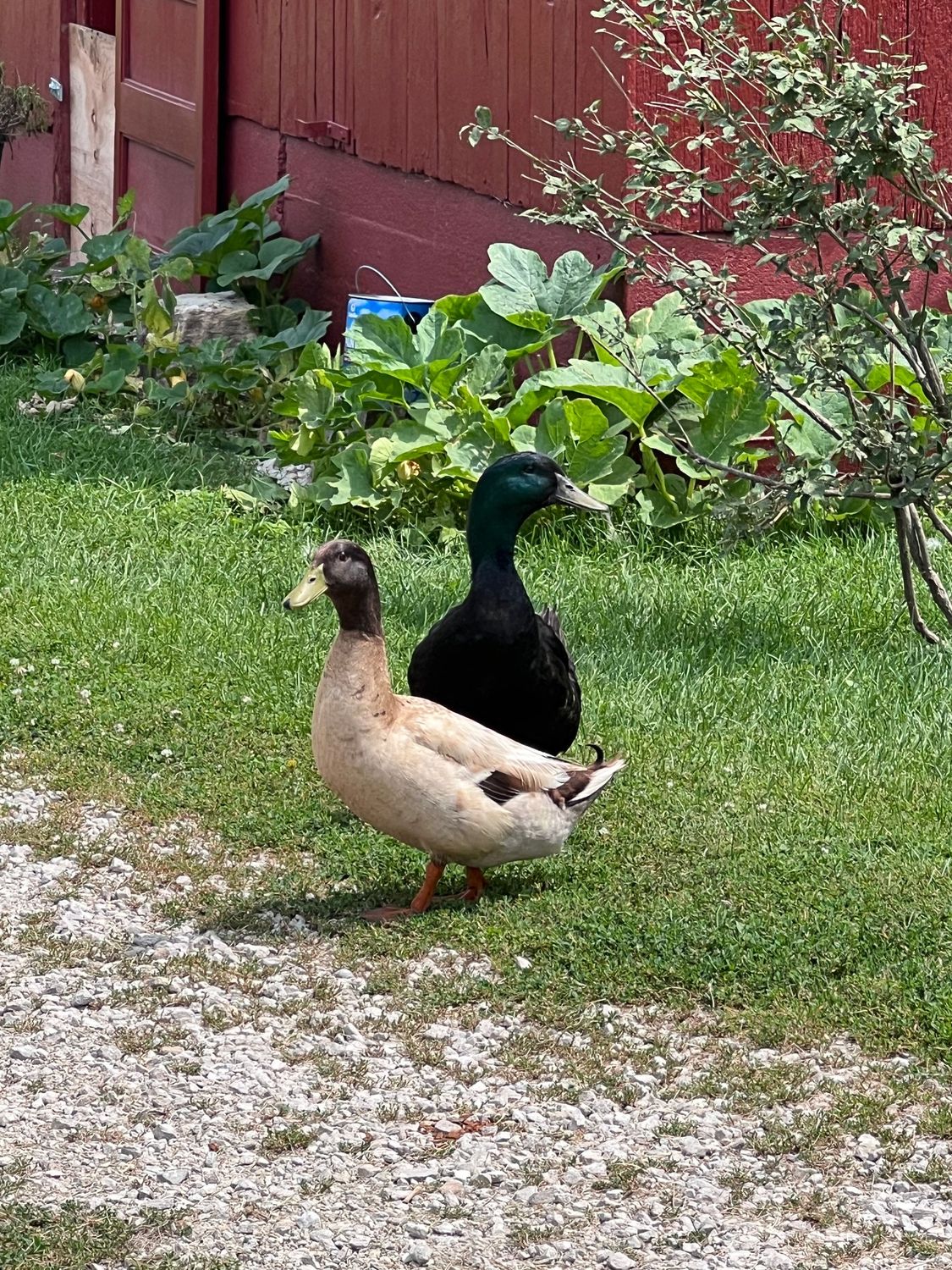 Duck Donations