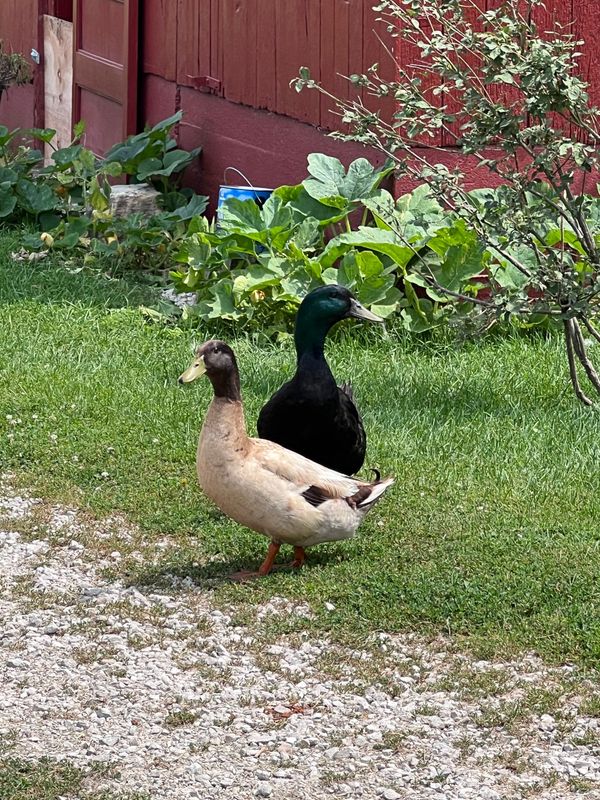 Duck Donations