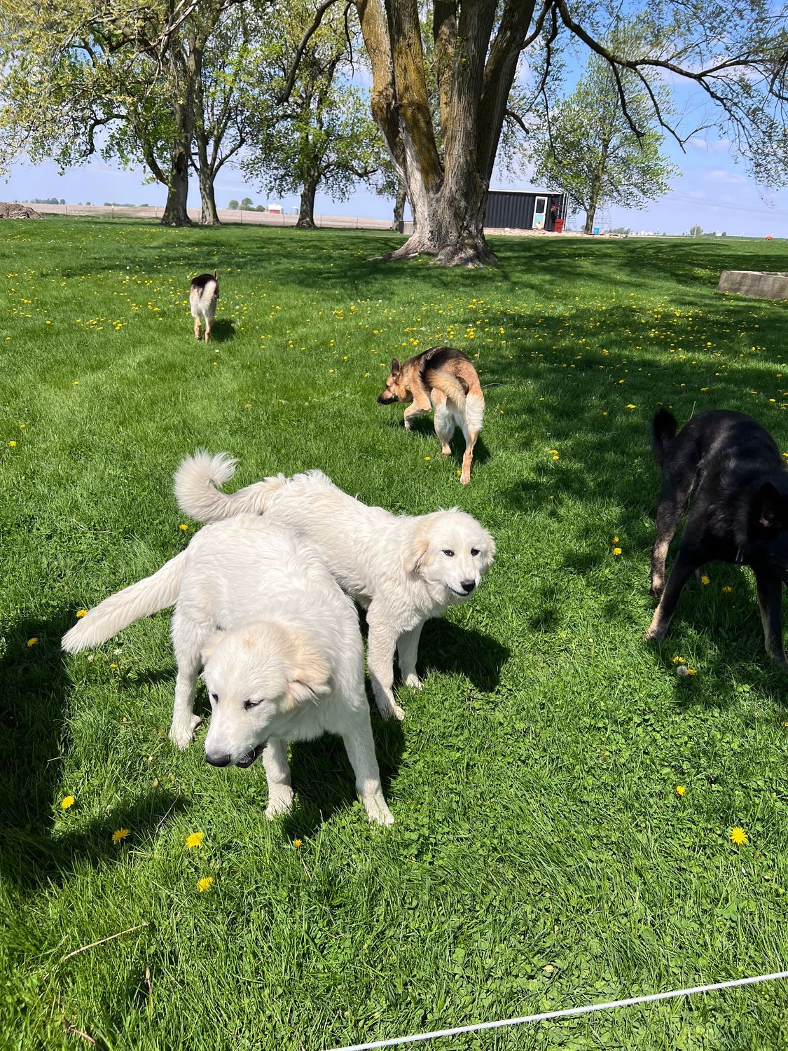 Dog Donations