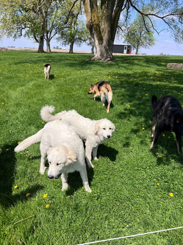 Dog Donations