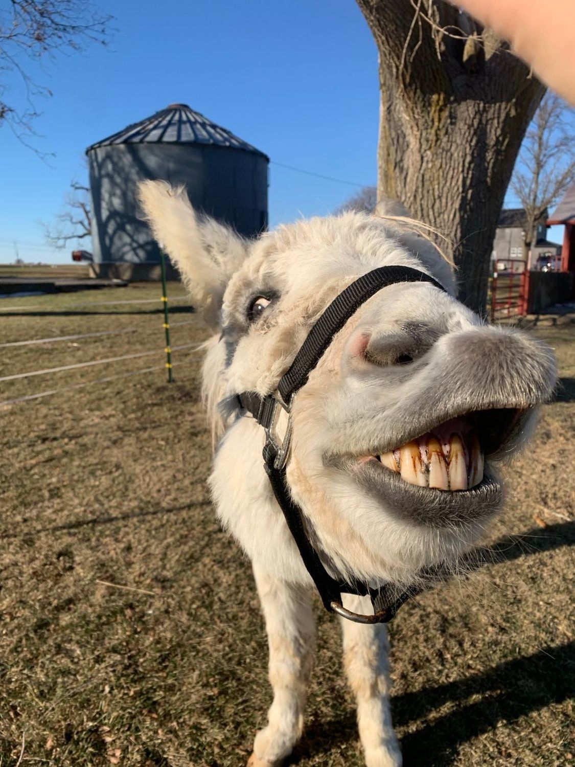 Casper The Donkey Donation
