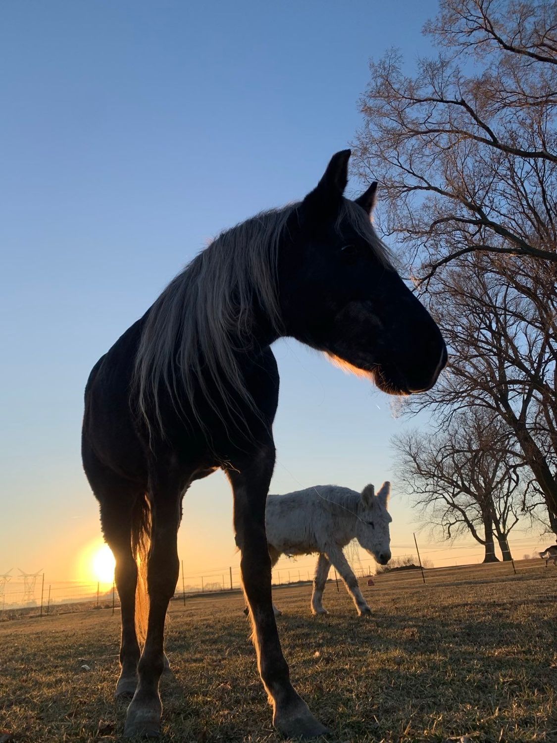 Star the Horse Donations