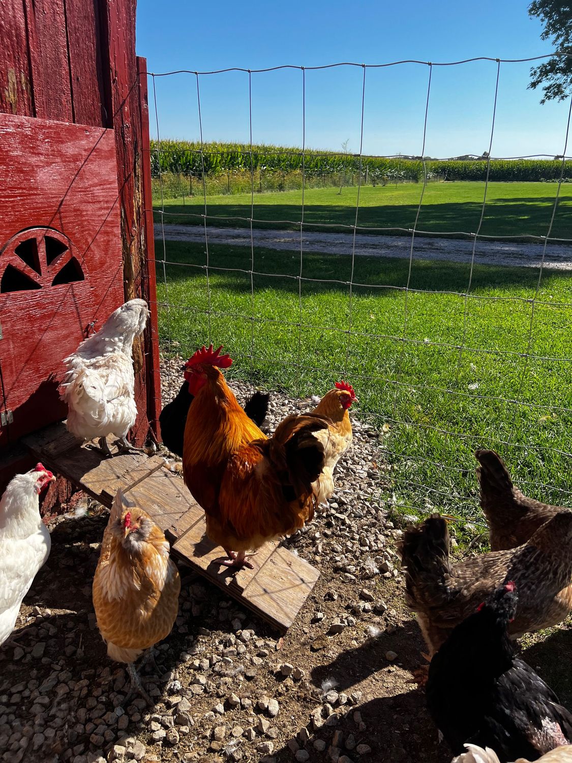 Chicken Donations