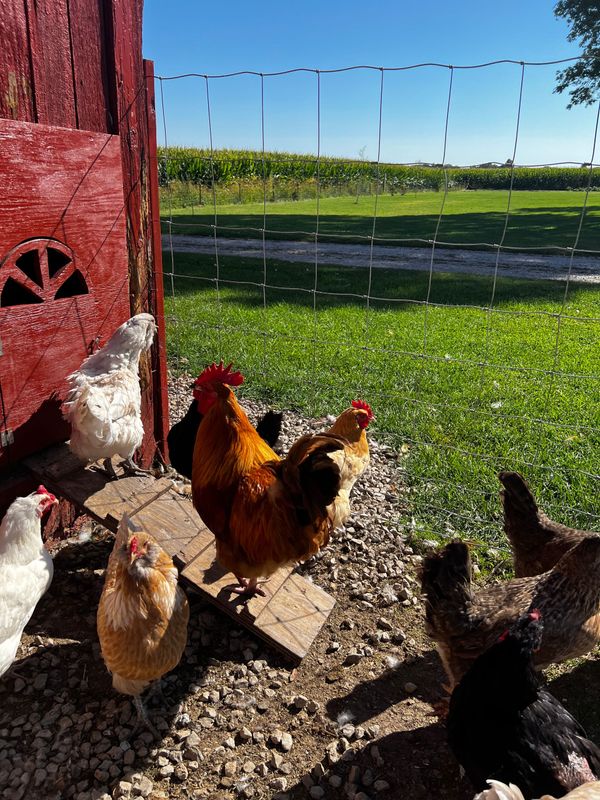 Chicken Donations