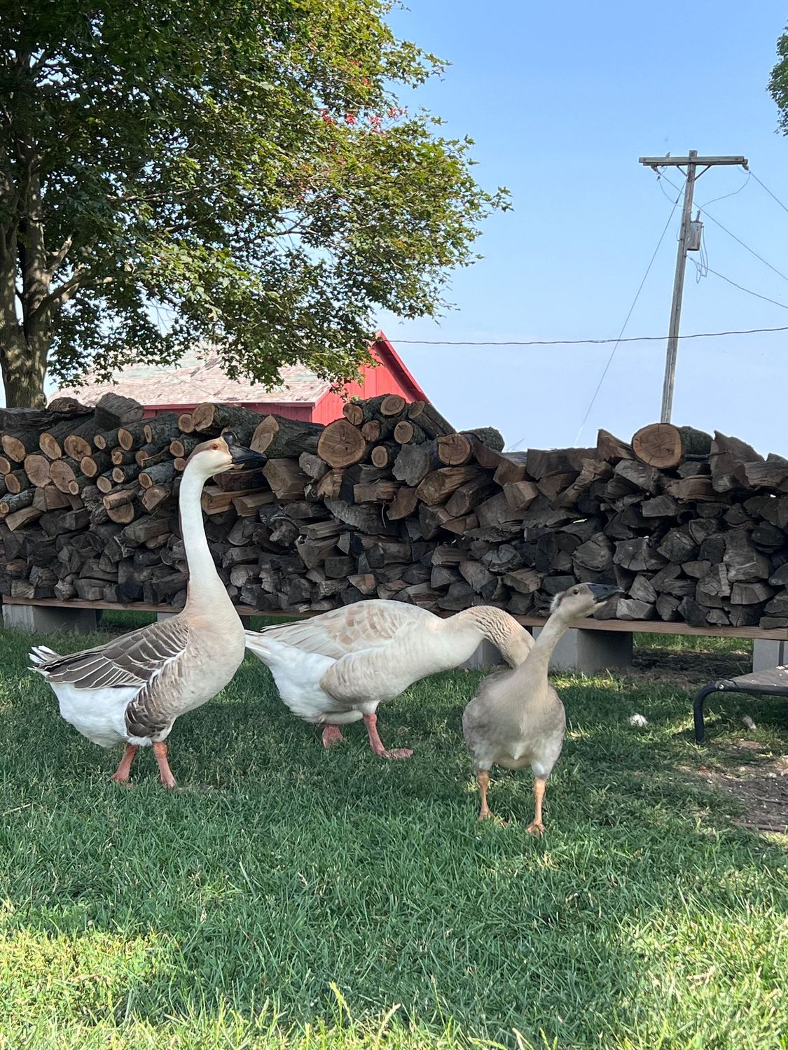 Geese