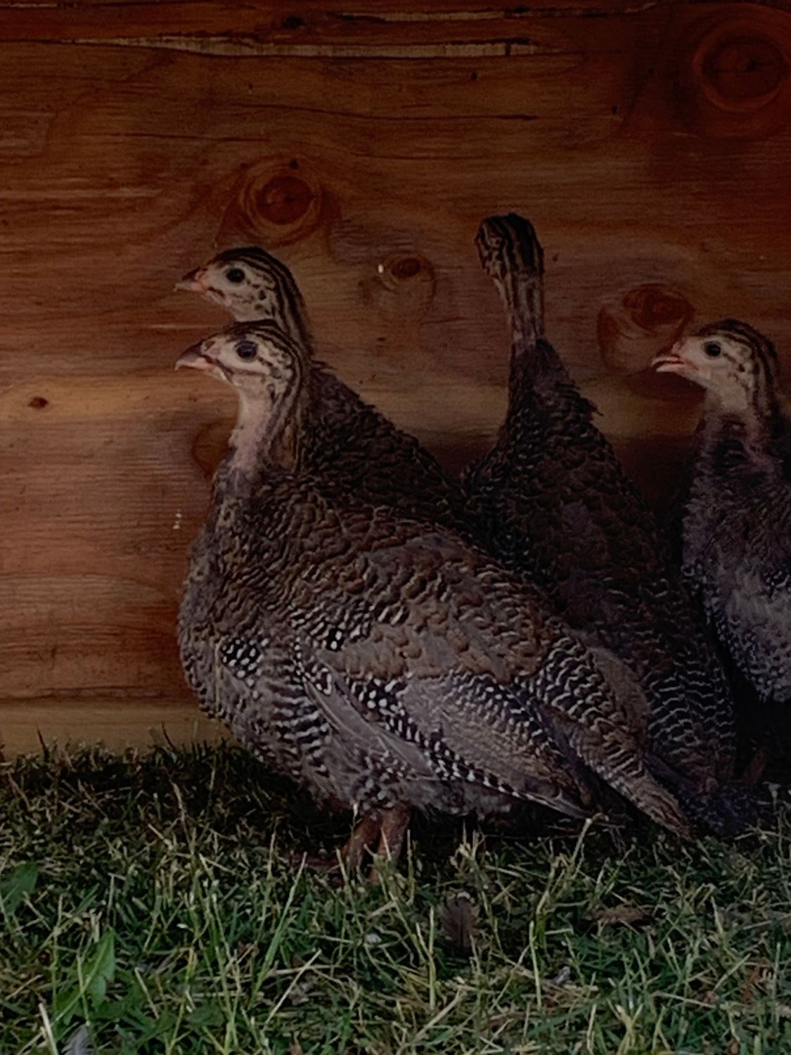 Guinea Fowl