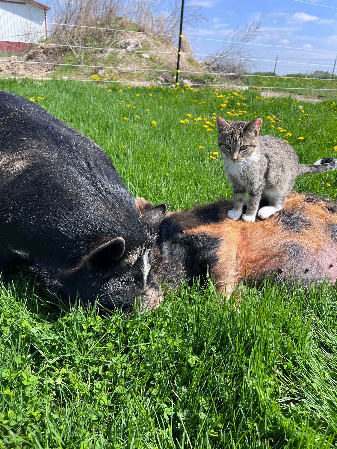 Pig Donations