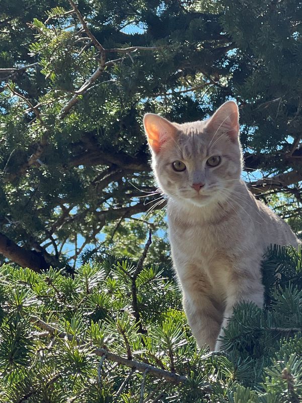 Cat Donations