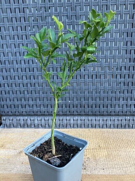 Bitterorange Pflanze Poncirus trifoliata 20 bis 30 cm Incl