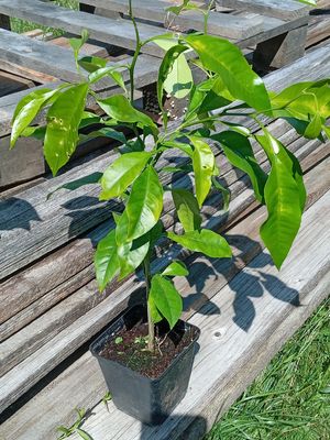 Bitterorange / Pomeranze (Citrus × aurantium) Jungpflanze 40-60 cm - incl. Versandkosten - Versand für EU Länder Bitterorange / Pomeranze (Citrus × aurantium) Jungpflanze 40-60 cm - incl. Versandkosten - Versand für EU Länder