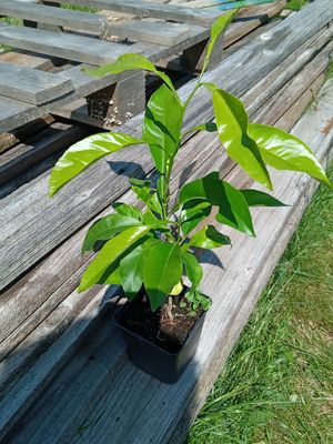 Bitterorange / Pomeranze (Citrus × aurantium) Jungpflanze 40-60 cm - incl. Versandkosten - Versand innerhalb Deutschland! Bitterorange / Pomeranze (Citrus × aurantium) Jungpflanze 40-60 cm - incl. Versandkosten - Versand innerhalb Deutschland!