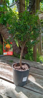 YUZU - ca. 60 cm - Verkauf und Versand nur innerhalb Deutschland YUZU - ca. 60 cm - Verkauf und Versand nur innerhalb Deutschland