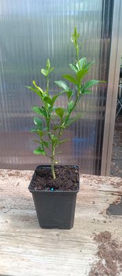 Bitterorange Pflanze Poncirus trifoliata 20 bis 30 cm - 2-Set - Incl. Versandkosten - Versand nur innerhalb Deutschland Bitterorange Pflanze Poncirus trifoliata 20 bis 30 cm - 2-Set - Incl. Versandkosten - Versand nur innerhalb Deutschland