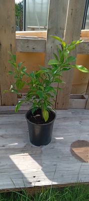 Bitterorange / Pomeranze (Citrus × aurantium) Jungpflanze 60-80 cm - incl. Versandkosten - Versand innerhalb Deutschland! Bitterorange / Pomeranze (Citrus × aurantium) Jungpflanze 60-80 cm - incl. Versandkosten - Versand innerhalb Deutschland!